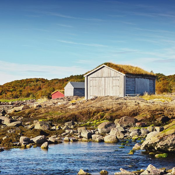 What Are the Best Practices for Reducing Shedding in Double-Coated Dogs?